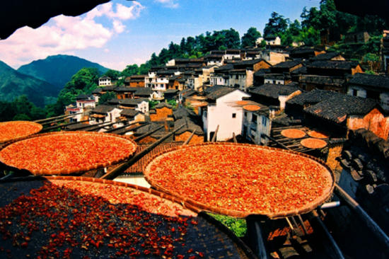 【纯玩】江西【季节限定●篁岭梯田油菜花】 《世界自然遗产~龙虎山》